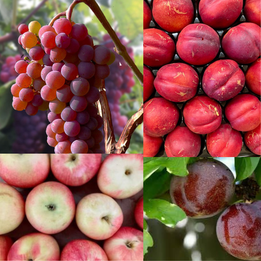 Summer Fruit Add-On