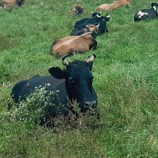Full Year 2026 - 2027 - Biodynamic Cheese Share