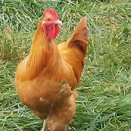 Full Year 2026 - 2027 - Fresh Eggs Share 
