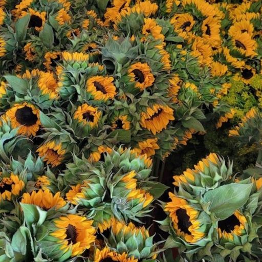 2026 Roo Crew Farms Sunflower Add-On Share