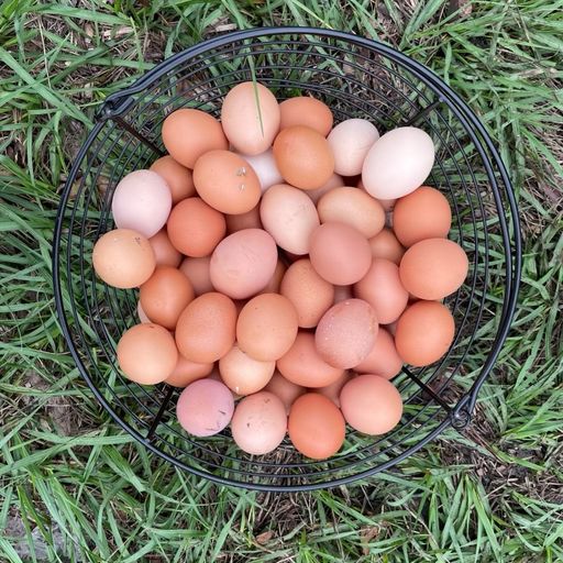 2026 - 2027 Forest/Pasture-Raised Chicken Egg Share
