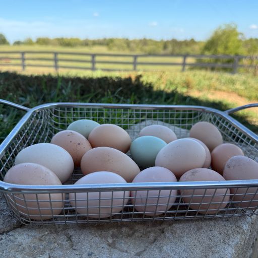 Pasture-Raised Egg Add-On Share