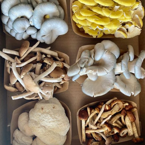 Happy Mountain Mushrooms Add-On - Year Round