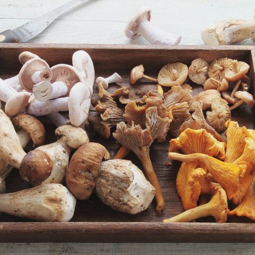 2026 Mushrooms Add-On Share