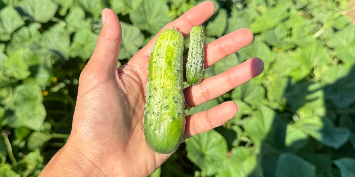August 29th: Wissel U-Pick Day