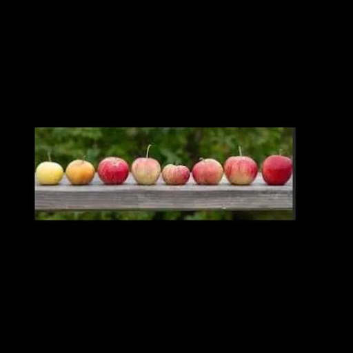 2025 Stoney Creek Farm Apple Share