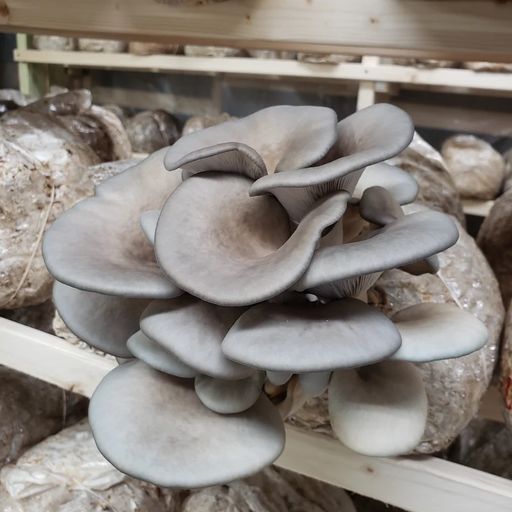 2026 Mushrooms Add-On Share - Main Season