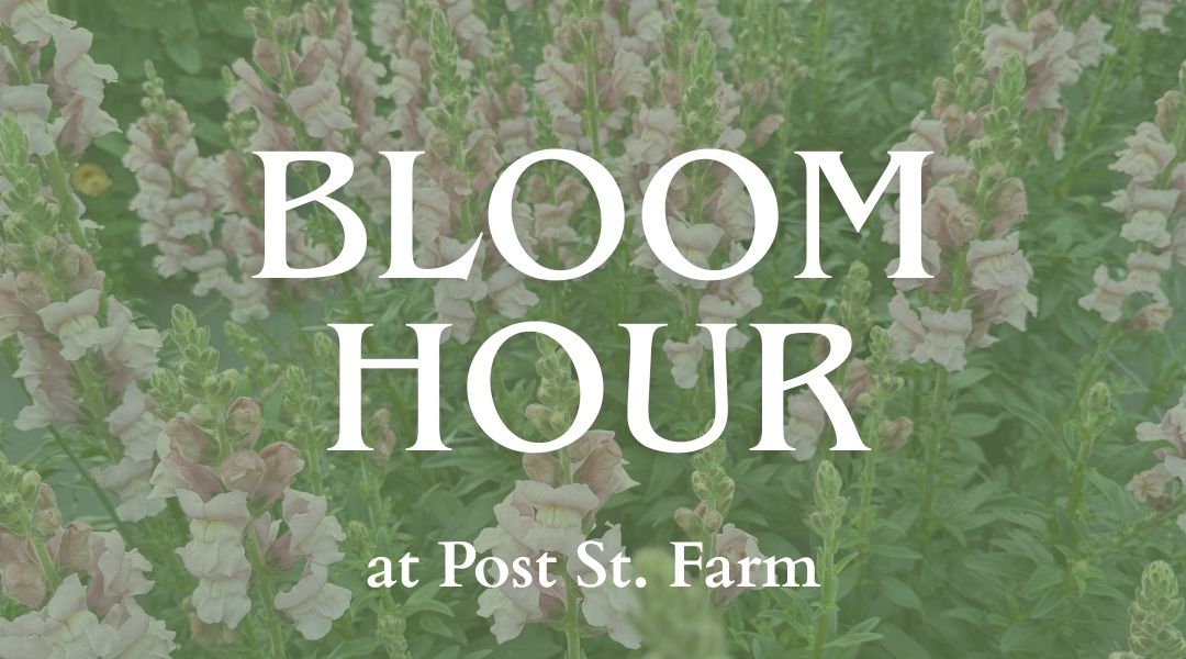 Bloom Hour at Post St. Farm