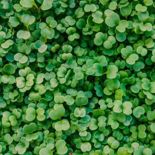 2026 Microgreens Add-On Share - Spring