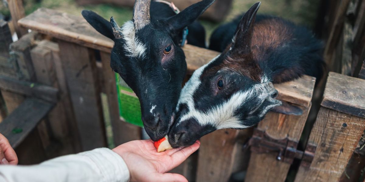 Feed the Farm Animals!