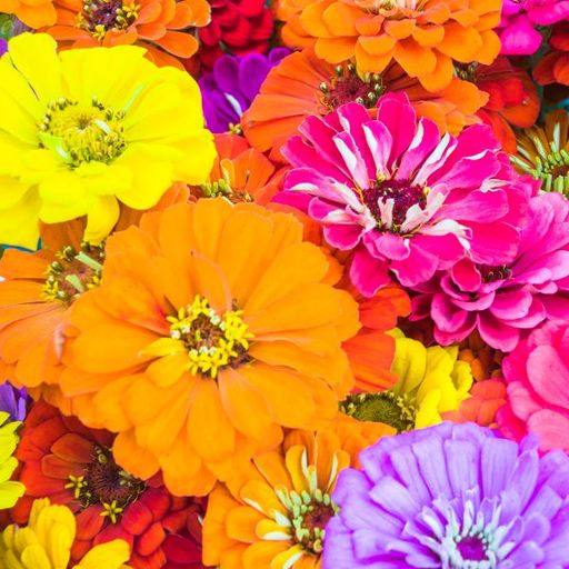 Jembe Farms 2026 Summer Flower Paperwrap CSA