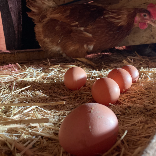 2026 Happy Hens Egg Add-on